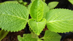 Stevia leaf