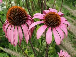 Echinacea Benefits for Diabetic Management