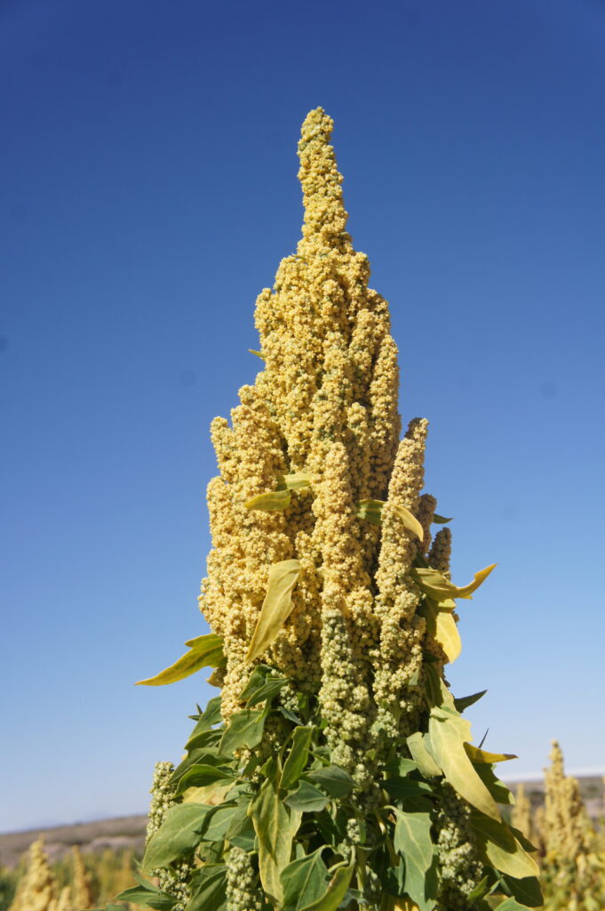 Quinoa seeds for diabetes