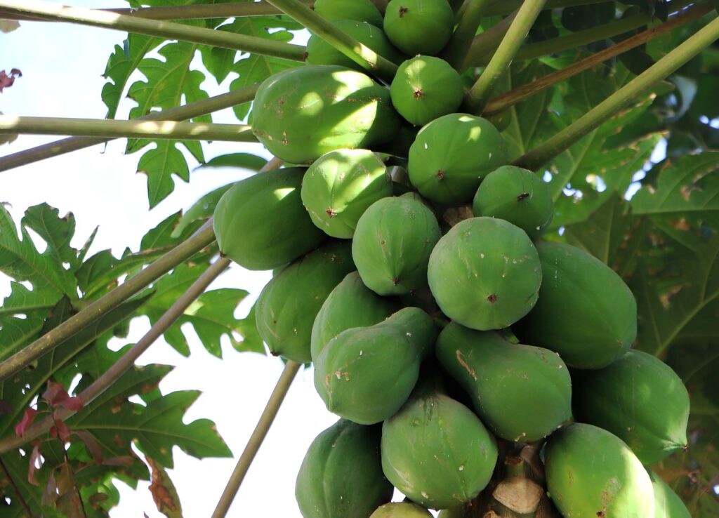 Papaya for diabetes good or bad